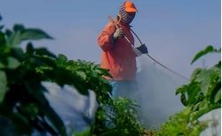 Urea Market Regional Price Analysis